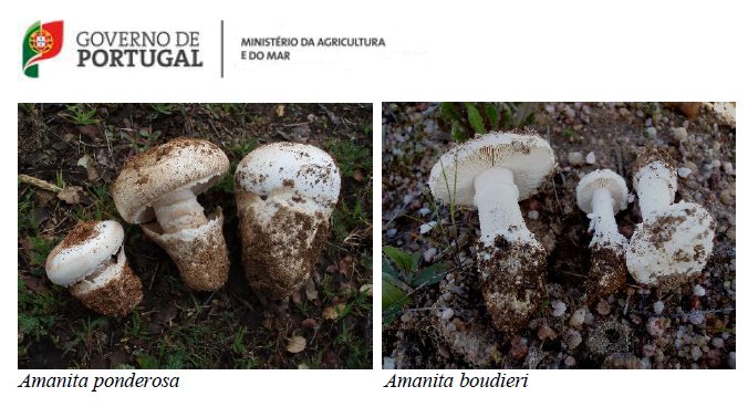 Imagem Alerta para uma espécie de cogumelos silvestres de Primavera causadora de intoxicações